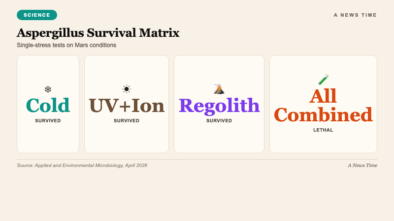 Science infographic showing Aspergillus calidoustus conidia survival across Mars mission stress tests including UV radiation cold vacuum and Martian regolith exposure